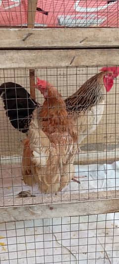 Pure Desi Hens With Murgha Available For Sale Also Cage. .