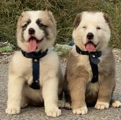 alabai dog pair 2 months for sale security dog alabai