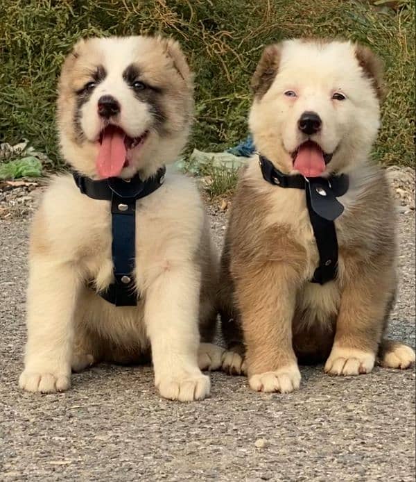 alabai dog pair 2 months for sale security dog alabai 1