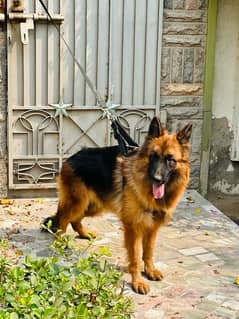 GERMAN SHEPHERD female black n tan