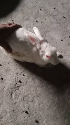 2 years and 1 years rabbit for seal
