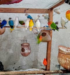 full breeder Love birds pairs