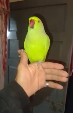 0321/8577/9664800fix green parrot hand tamed male /female avillibal