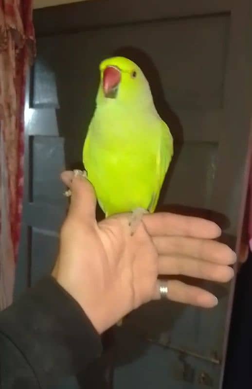 0321/8577/9664800fix green parrot hand tamed male /female avillibal 0