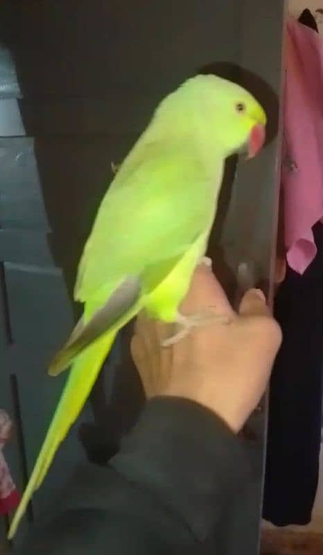 0321/8577/9664800fix green parrot hand tamed male /female avillibal 1