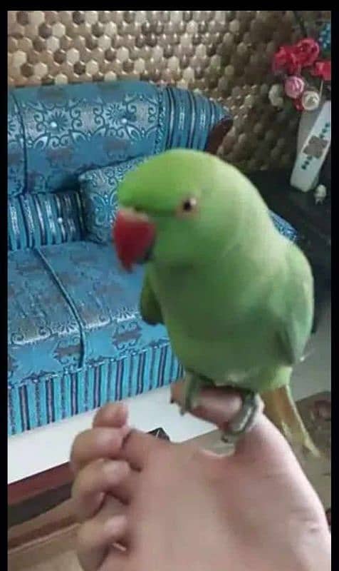 0321/8577/9664800fix green parrot hand tamed male /female avillibal 2