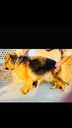 pink pedigree gsd female