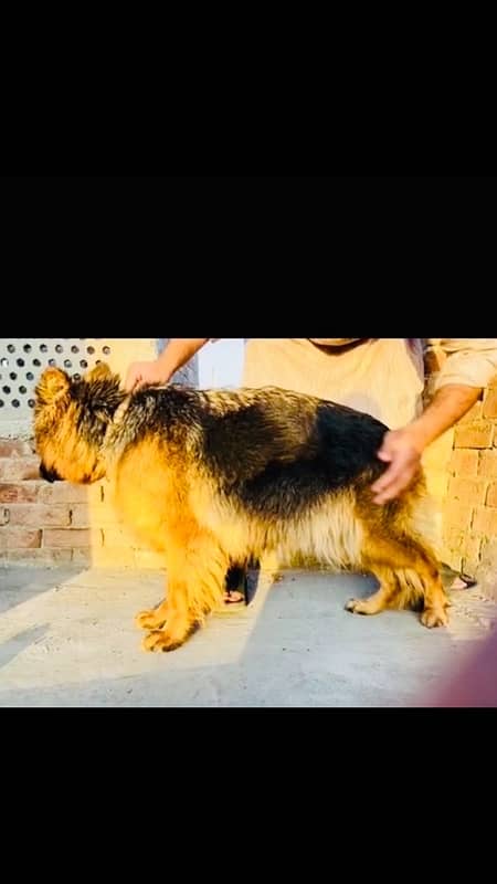 pink pedigree gsd female 0