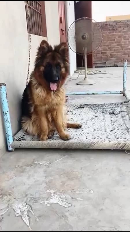 pink pedigree gsd female 4