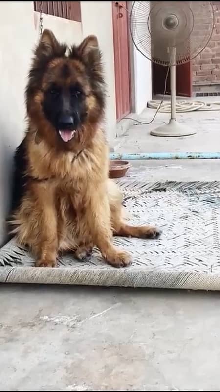 pink pedigree gsd female 5