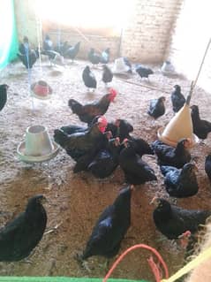 poultry farm worker needed