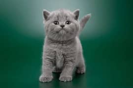 Scotich fold and British shorthair kitten available