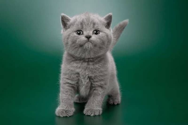 Scotich fold and British shorthair kitten available 0