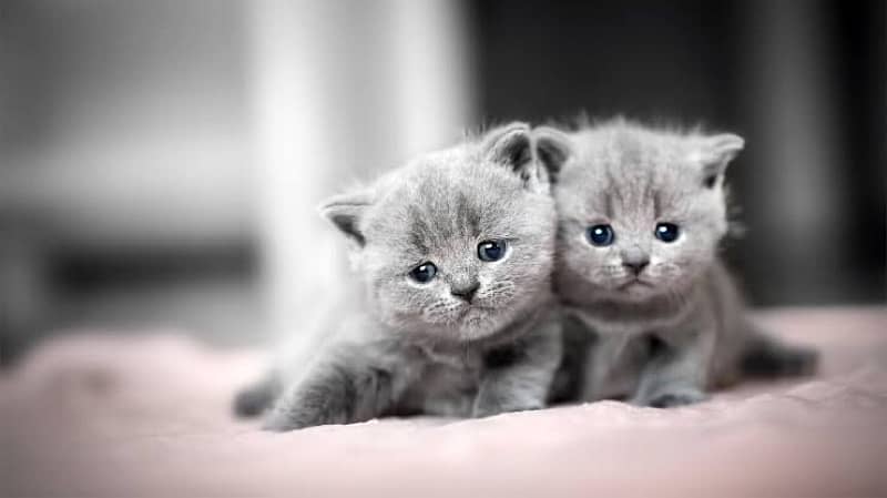 Scotich fold and British shorthair kitten available 1