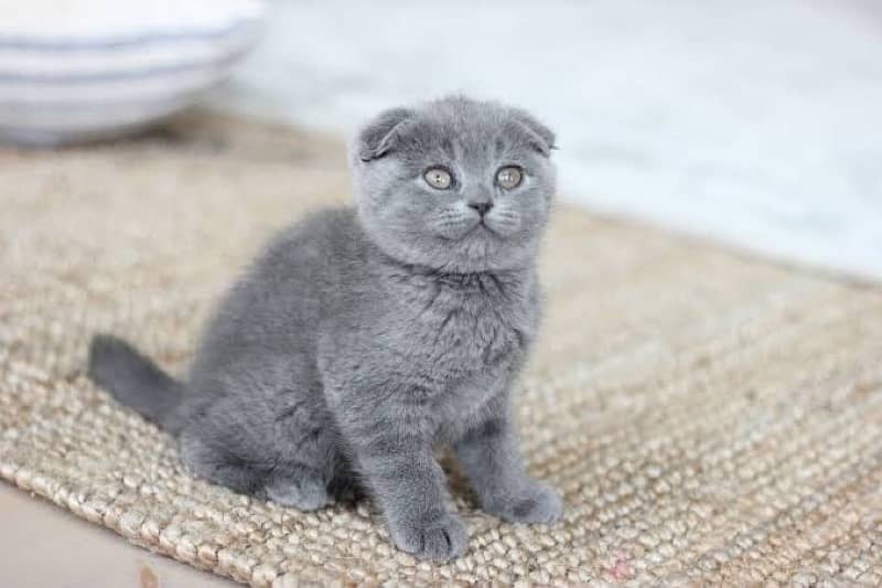 Scotich fold and British shorthair kitten available 2