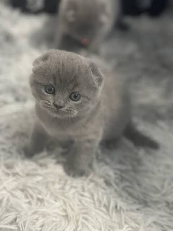 Scotich fold and British shorthair kitten available 4