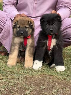 bakarwal security dog 2 month pair for sale heavy bone