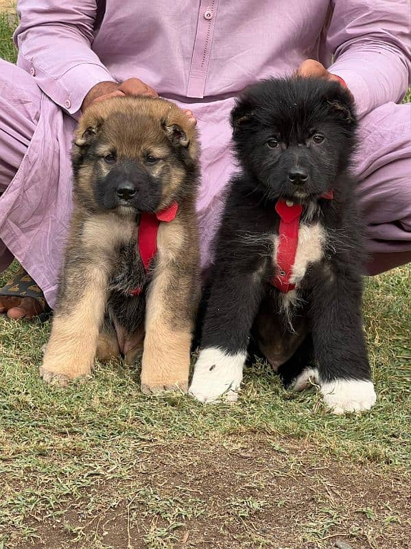 bakarwal security dog 2 month pair for sale heavy bone 0