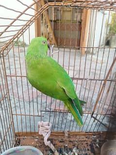 Parrot for sale female ha aur age 4 year home tame ha