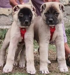 Kurdish Kangal security Dog 2 month pair for sale