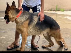 German Shepherd Stock Coat