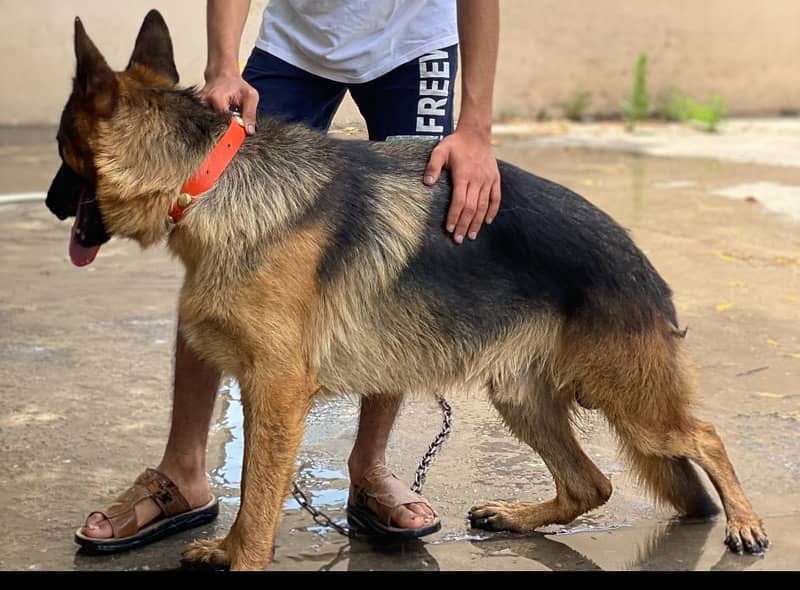 German Shepherd male available for sale 1