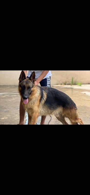 German Shepherd male available for sale 2