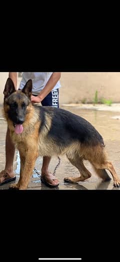 German Shepherd male available for sale