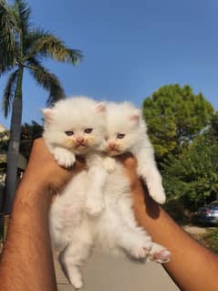 white Persian kitten triple coat