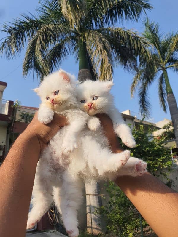 white Persian kitten triple coat 1