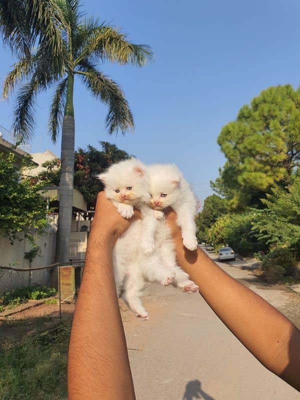 white Persian kitten triple coat 2