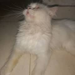 Persian odd eyes female cat ,age 12 months, price 10000