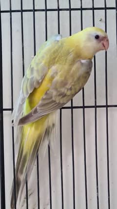 Green Cinnamon/pallid Rump female & Pineapple Conure females