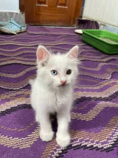 Persian Odd Eyes Cat