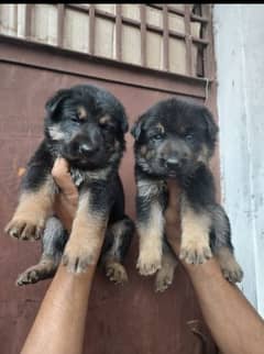 German Shepherd puppies for sale 03102538351