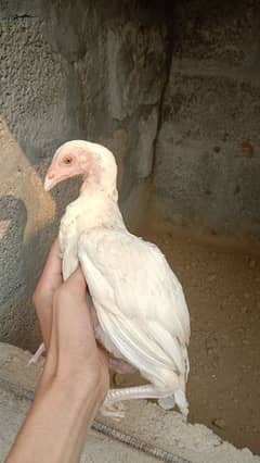 Heera chick pair for sale hai