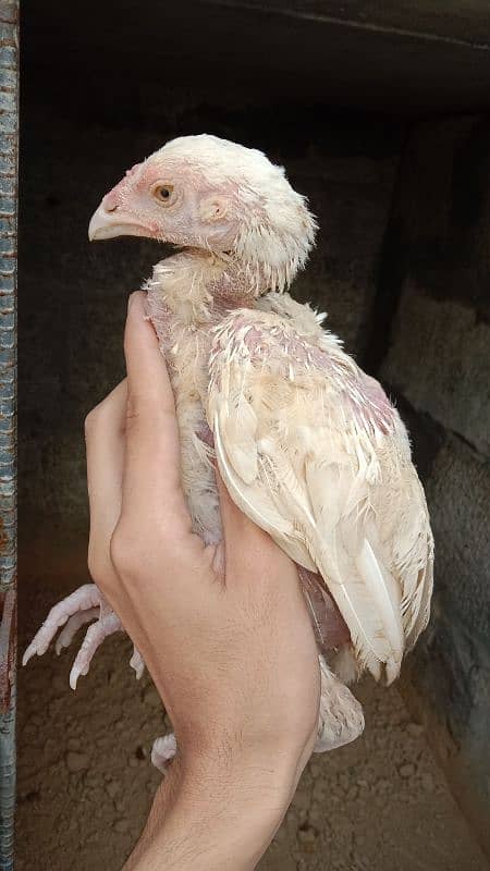 Heera chick pair for sale hai 4