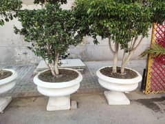 Elegant Italian concrete flower pots