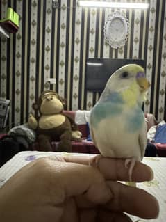 Hand tame budgie