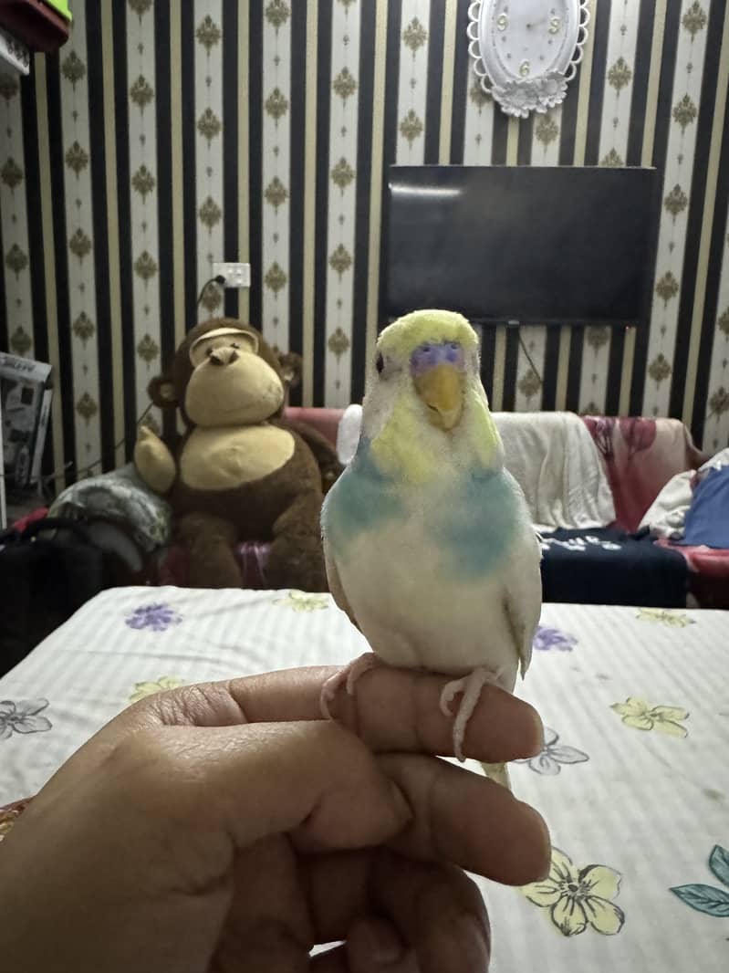 Hand tame budgie 1