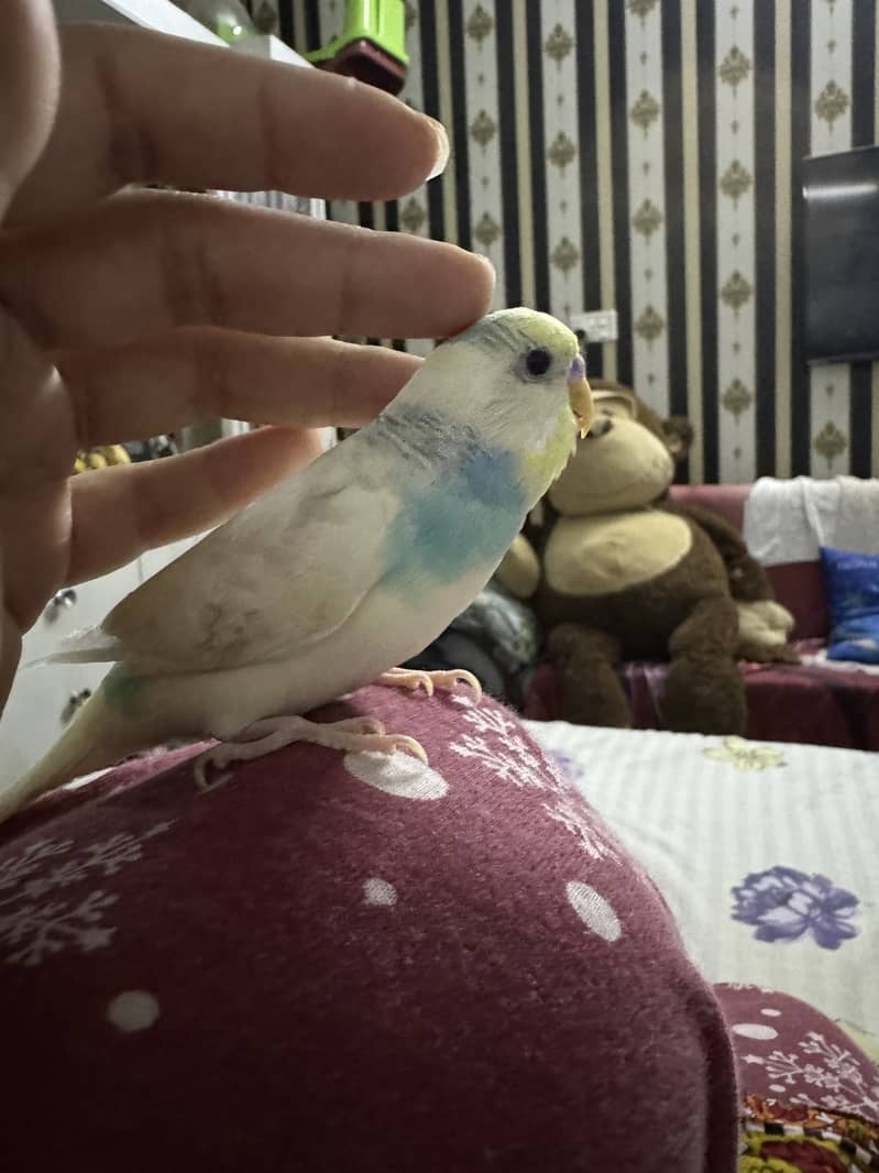 Hand tame budgie 2