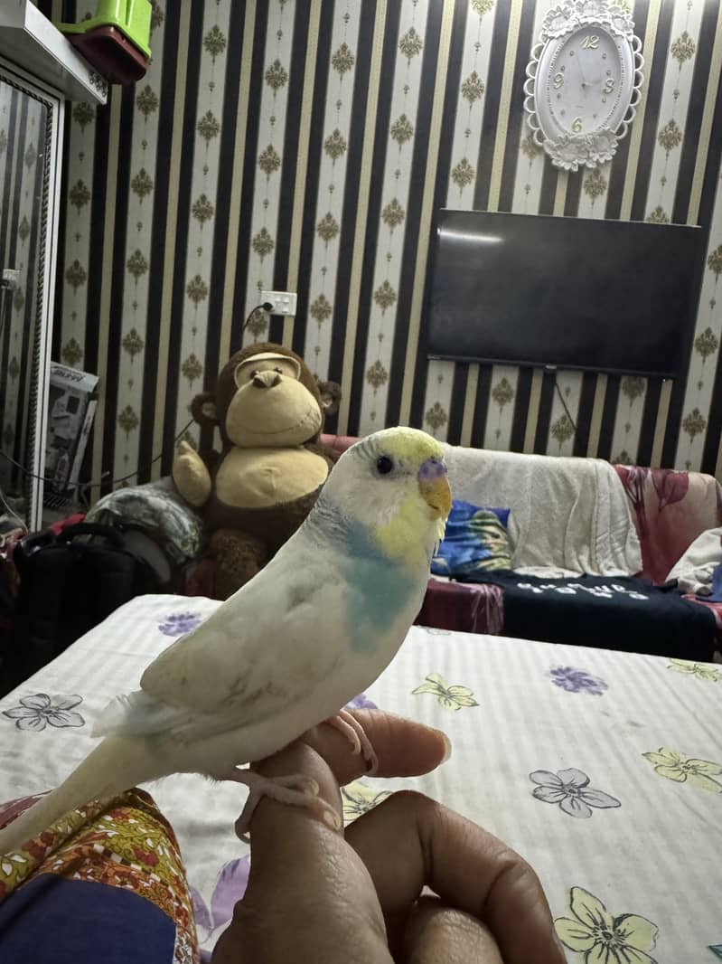 Hand tame budgie 3