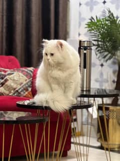 Persian cat  s.  tud