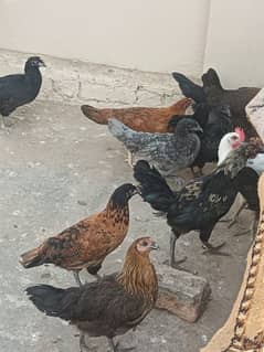 Golden misri desi hens total 25 piece