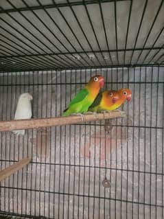 Love birds for sale