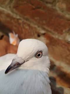 White Pair of Pigeons