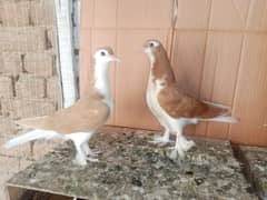 Sherazi Kabootar Fancy Pigeon Pair