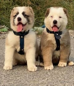 King Alabai pair pure breed security dog 2months for sale