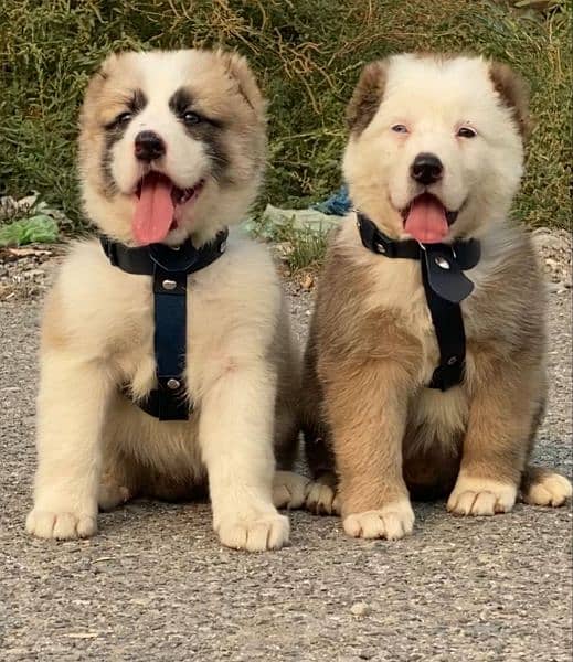 King Alabai pair pure breed security dog 2months for sale 0