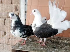 Lakky Kabootar Fancy Pigeon